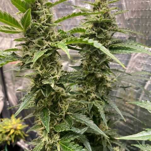 Ghideon growlog timeline photo