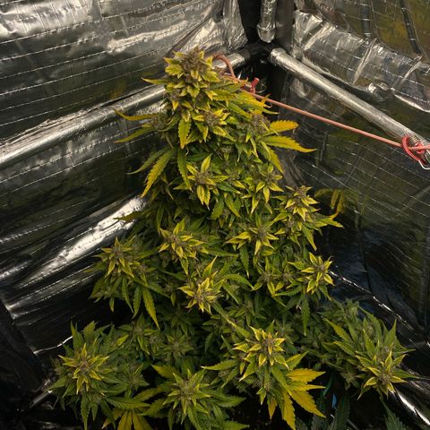 Santana growlog timeline photo