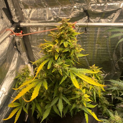 Santana growlog timeline photo
