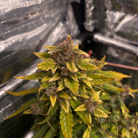 Santana growlog timeline photo