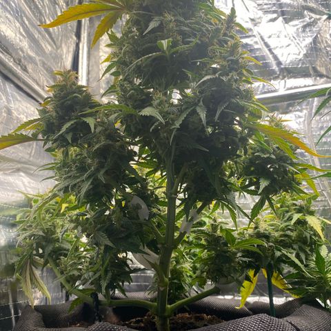 Santana growlog timeline photo