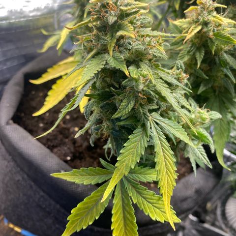 Santana growlog timeline photo