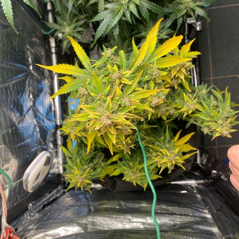 Santana growlog timeline photo
