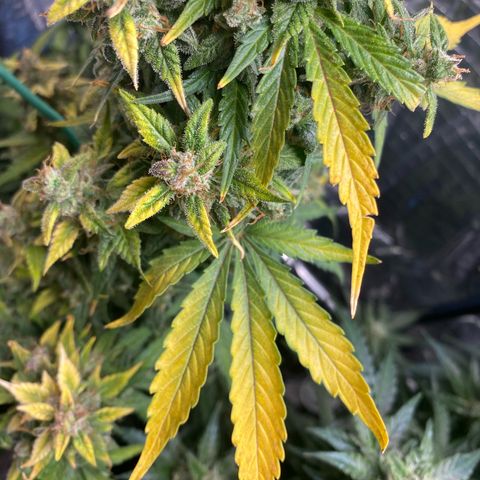 Santana growlog timeline photo