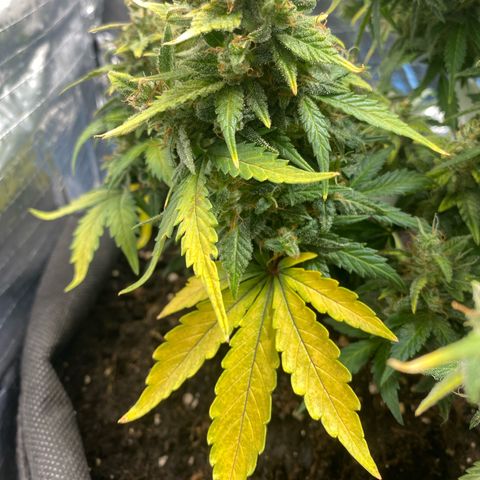 Santana growlog timeline photo