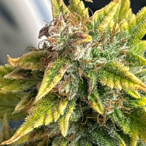 Santana growlog timeline photo