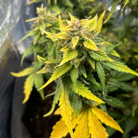 Santana growlog timeline photo