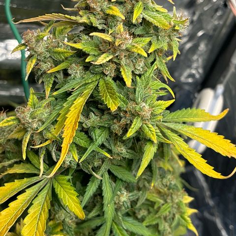 Santana growlog timeline photo