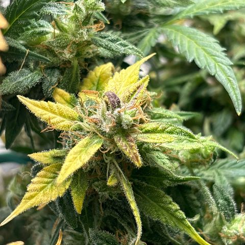 Santana growlog timeline photo