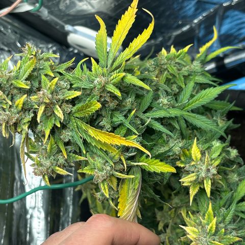 Santana growlog timeline photo