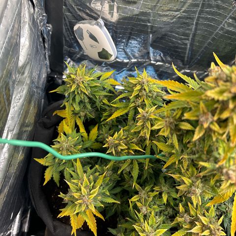 Santana growlog timeline photo