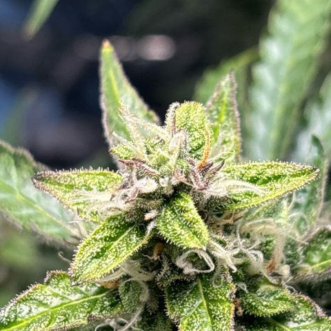 Ghideon growlog timeline photo
