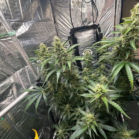 Ghideon growlog timeline photo