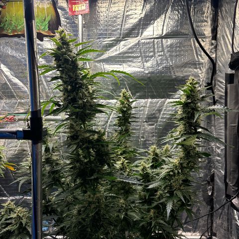 Ghideon growlog timeline photo
