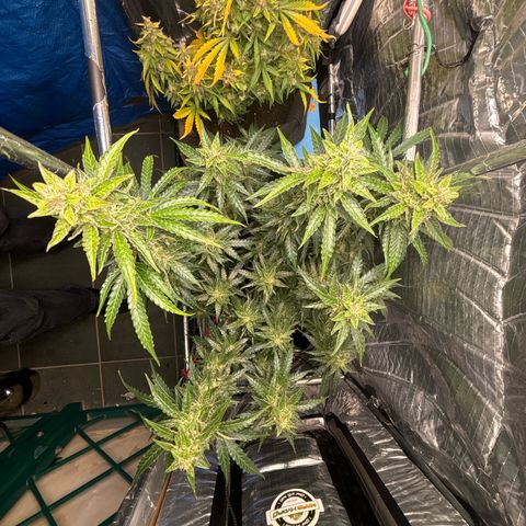Ghideon growlog timeline photo