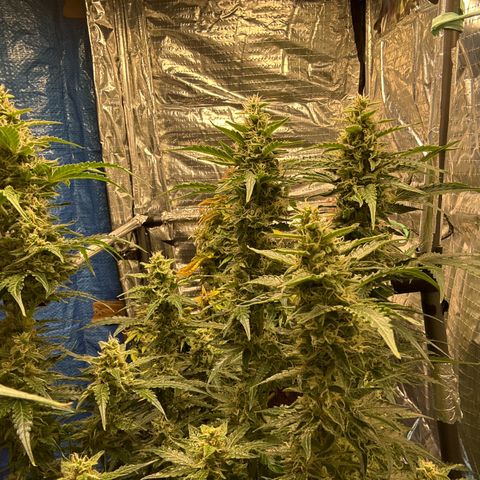 Ghideon growlog timeline photo
