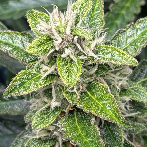 Ghideon growlog timeline photo