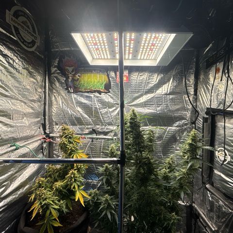 Ghideon growlog timeline photo