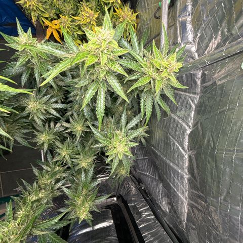 Ghideon growlog timeline photo