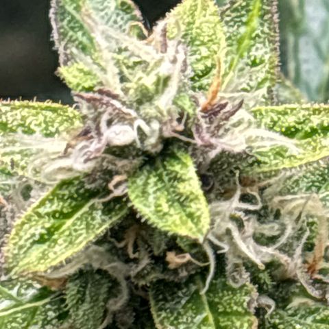 Ghideon growlog timeline photo