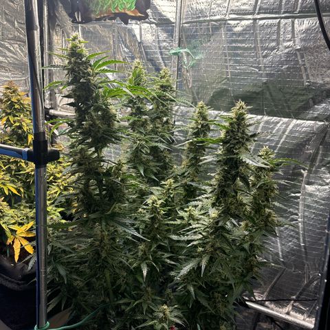 Ghideon growlog timeline photo