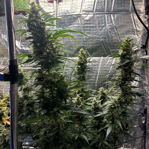 Ghideon growlog timeline photo