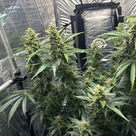 Ghideon growlog timeline photo