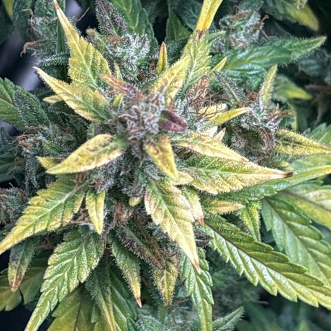 Santana growlog photo: 🟡🟡🟡