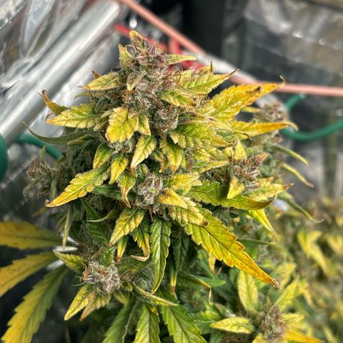 Santana growlog photo: 🟡🟡🟡