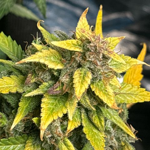 Santana growlog photo: 🟡🟡🟡