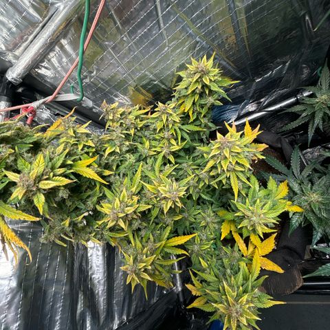 Santana growlog photo: 🟡🟡🟡