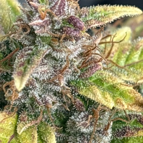 Santana growlog photo: 🟡🟡🟡