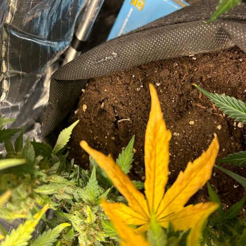 Santana growlog photo: Ingiallimento 