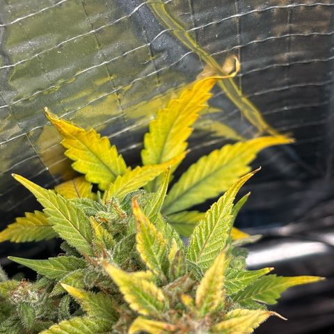 Santana growlog photo: Ingiallimento 