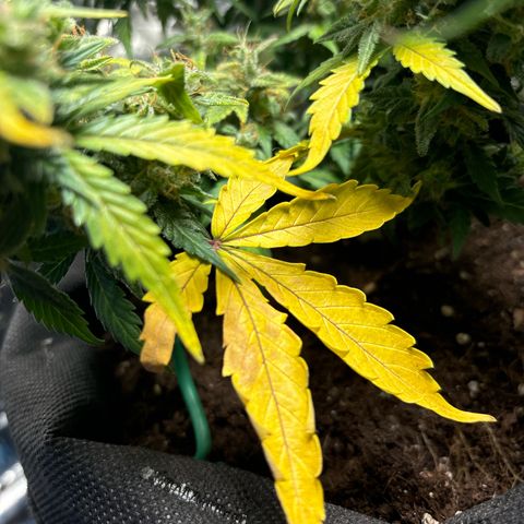 Santana growlog photo: Ingiallimento 
