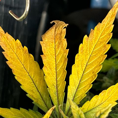 Santana growlog photo: Ingiallimento 