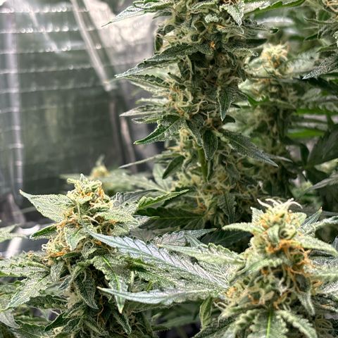 Ghideon growlog photo: Colori 