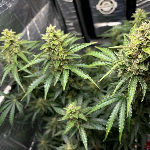 Ghideon growlog photo: Colori 
