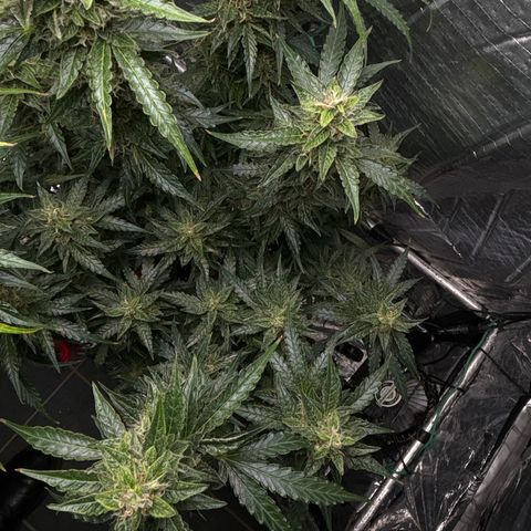 Ghideon growlog photo: Colori 