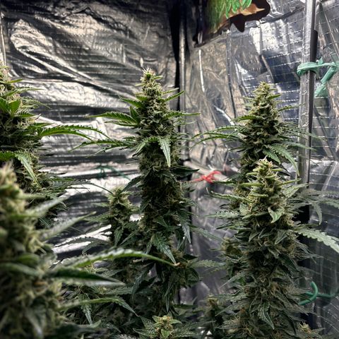 Ghideon growlog photo: Colori 