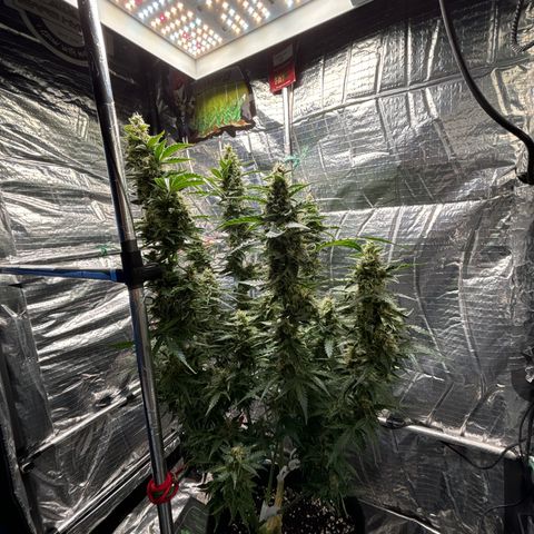 Ghideon growlog photo: Colori 