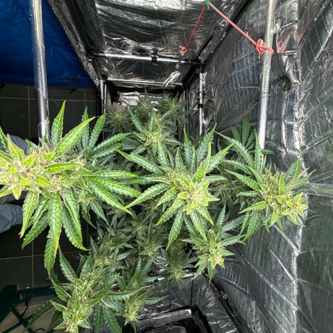 Ghideon growlog photo: Colori 