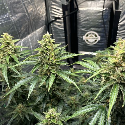 Ghideon growlog photo: Colori 