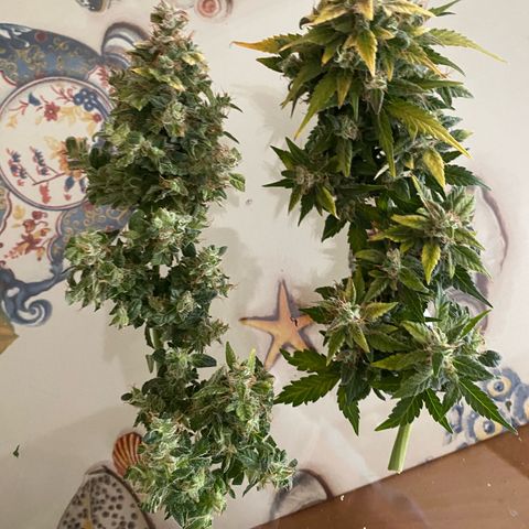 Santana growlog photo: Dopo aver troncato Santana, è stato successivamente sezionato pulito del 70-80% e posizionato nella scatola per l’essiccazione