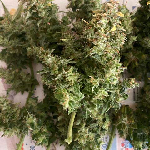 Santana growlog photo: Dopo aver troncato Santana, è stato successivamente sezionato pulito del 70-80% e posizionato nella scatola per l’essiccazione