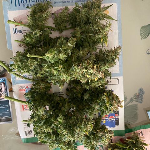 Santana growlog photo: Dopo aver troncato Santana, è stato successivamente sezionato pulito del 70-80% e posizionato nella scatola per l’essiccazione