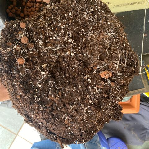 Santana growlog photo: Dopo aver troncato Santana, è stato successivamente sezionato pulito del 70-80% e posizionato nella scatola per l’essiccazione
