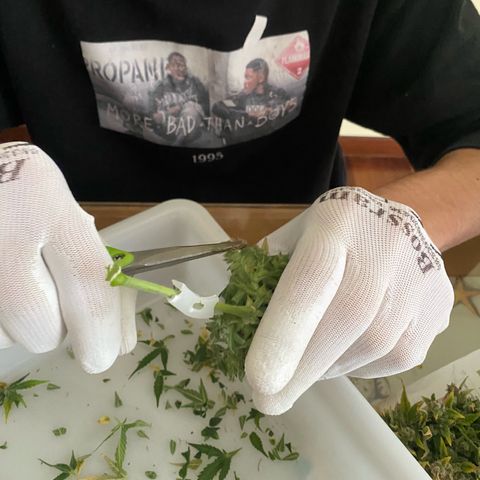 Santana growlog photo: Dopo aver troncato Santana, è stato successivamente sezionato pulito del 70-80% e posizionato nella scatola per l’essiccazione