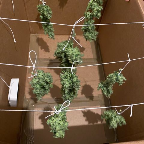 Santana growlog photo: Dopo aver troncato Santana, è stato successivamente sezionato pulito del 70-80% e posizionato nella scatola per l’essiccazione
