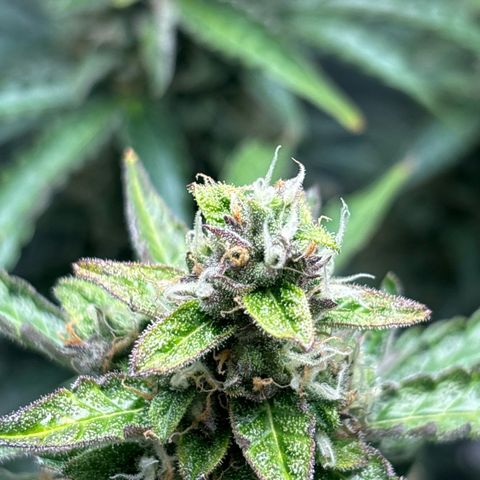 Ghideon growlog timeline photo